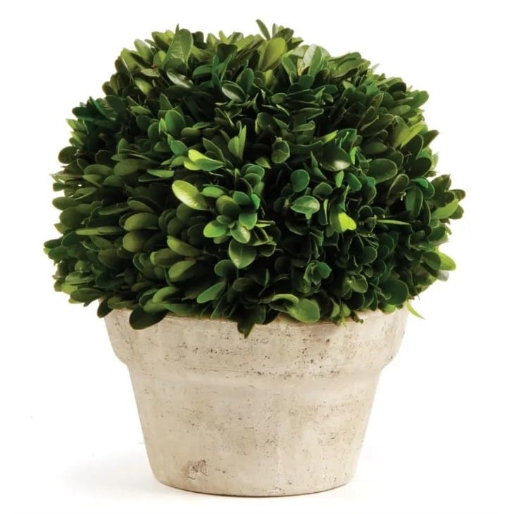 Boxwood Topiary in Aged Stone Pot