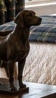 Bronze Sporting Dog Statuette — additional view